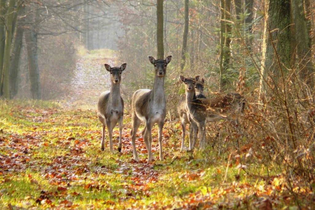 Chojnowski Park Krajobrazowy