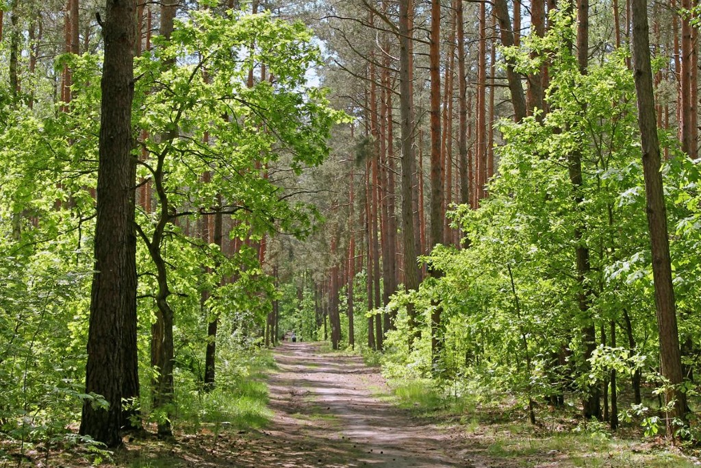 Lasy chojnowskie